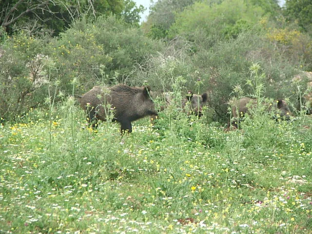 Herd of Swine in the Galilee - Photo by Assaf Yarom