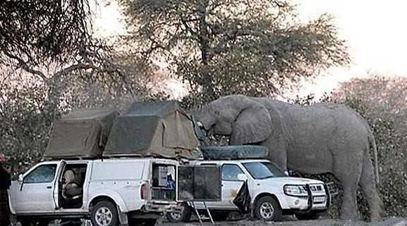Giant-Elephant-1
