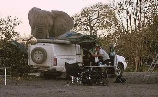 Giant-Elephant-4