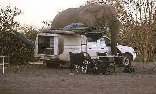 Giant-Elephant-6