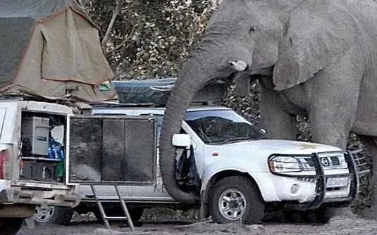Giant-Elephant-9