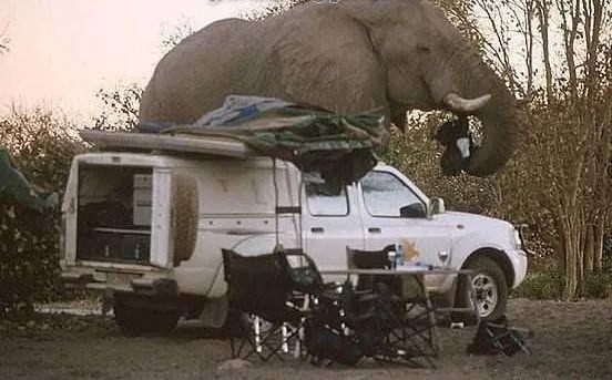 Giant-Elephant-10