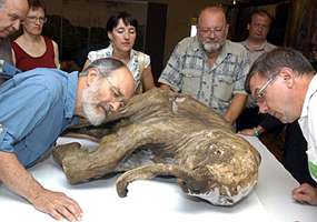Baby Mammoth