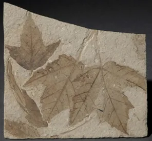 Fossil maple leaves from Thinktank Museum