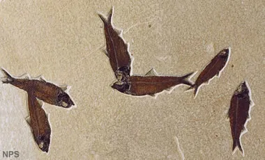Green River fossil fish