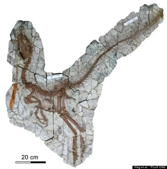 http://i.huffpost.com/gen/752318/thumbs/o-DINOSAUR-LAST-MEAL-570.jpg?4