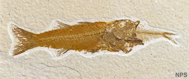Green River fossil fish