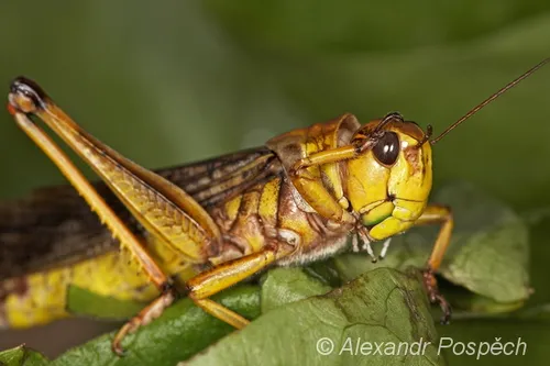 Sarance%20stehovava%20-%20Migratory%20locust%20(Locusta%20migratoria)%202