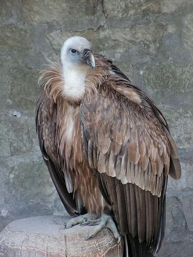 http://www.come-home-to-health.com/resources/clean%20unclean%20gier%20eagle%20vale.jpg?timestamp=1311896142093