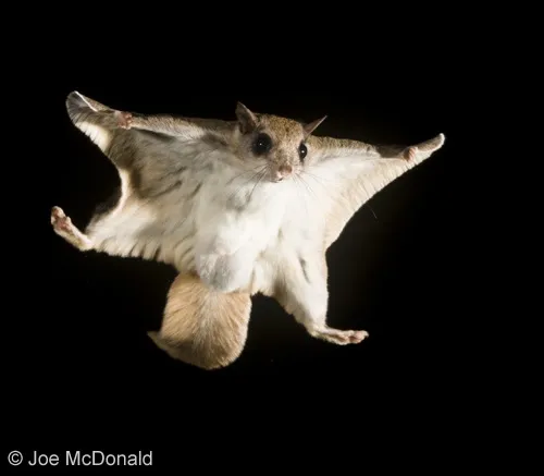 southern%20flying%20squirrel%20voplaning