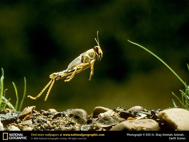 Photo: Leaping desert locust
