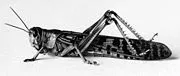 180px-Locust_from_the_plague_in_Palestine%2C_1915