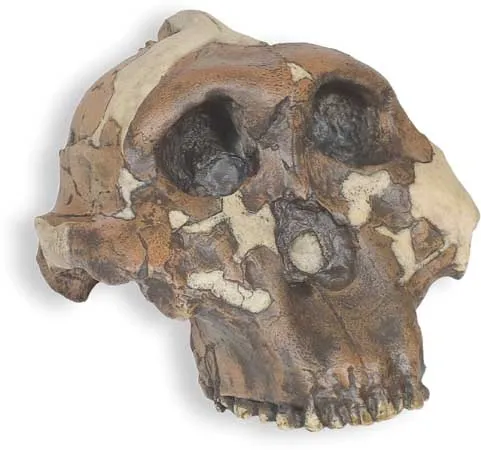 Paranthropus boisei