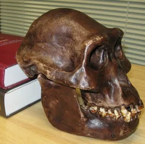 afarensis