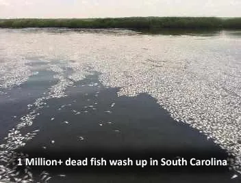 Dead Fish in Georgetown
