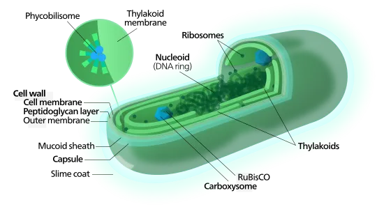 File:Cyanobacterium-inline.svg