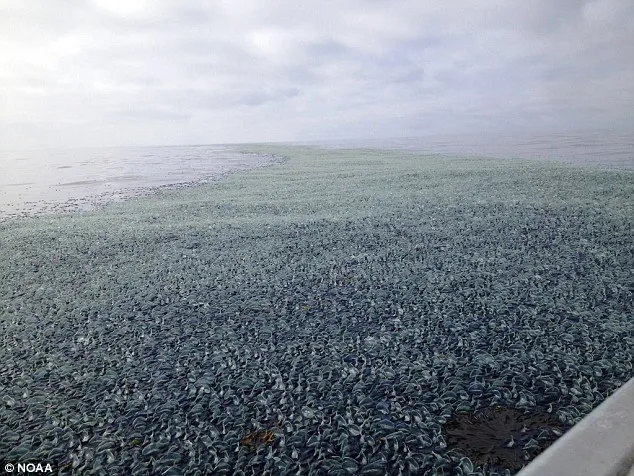 Millions of these creatures, which ride wind and currents, were washed up in La Push - creating a virtual carpet of them on the beach