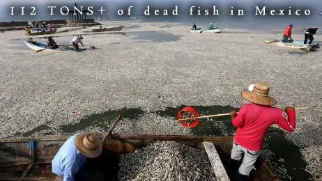 Dead Fish in Jalisco