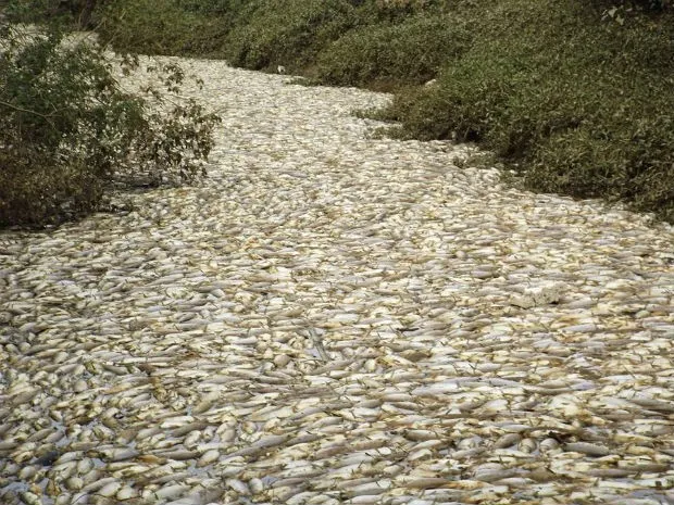 Morte de peixes em Salto (Foto: Arquivo Pessoal/Paulo Conti)