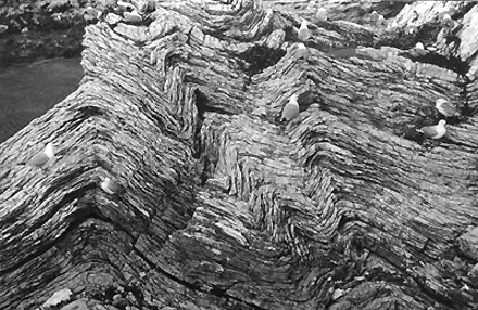 Small folds (three distinct anticlines, with two synclines between them, and the left limb of a third syncline) of sedimentary rocks exposed in a road cut.