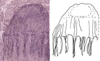 Jellyfish