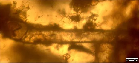 Figure 1. The microscopic details of this hair are identical to modern mammal hair—but this is supposed to be from the Cretaceous, 100 million years ago, supposedly