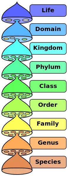 File:Biological classification L Pengo vflip.svg