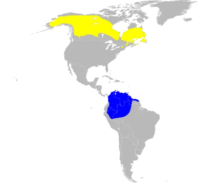 File:Dendroica striata map.svg