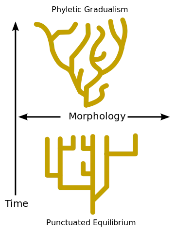 File:Punctuated-equilibrium.svg