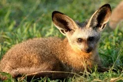 http://www.awf.org/sites/default/files/media/gallery/wildlife/Bat%20Eared%20Fox/Bat-eared%20fox%204.jpg?itok=q0QVYkD9