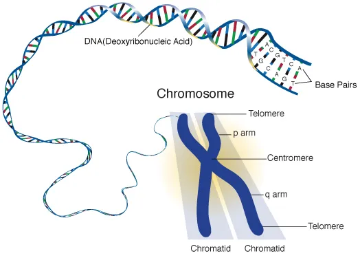 Basics of Chromosomes