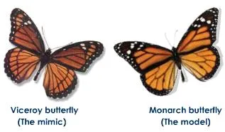 warning mimicry in butterfly