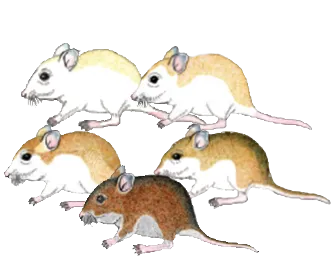 Illustration of five oldfield mice with the range of colorations from dark to light.