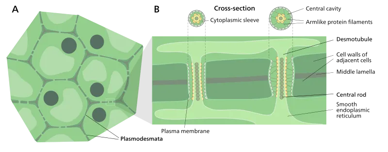 File:Plasmodesmata en.svg