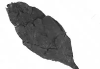 http://www.chicagobotanic.org/sites/default/files/images/leaf_fossil.jpg?1360694876