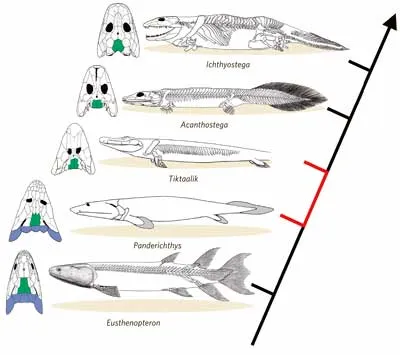 Fish to Tetrapod (Amphibian) evolution sequence