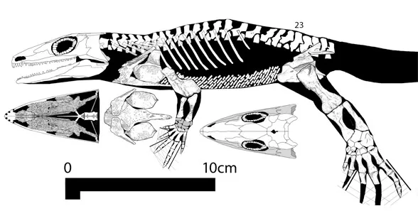 Gephyrostegus