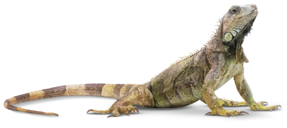 Image result for reptile